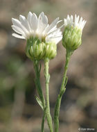 Image of prairie goldenrod