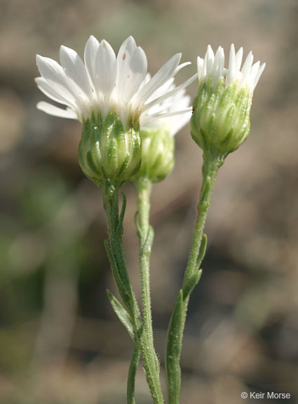 Image of prairie goldenrod