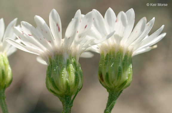 Image of prairie goldenrod