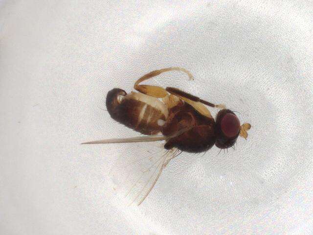 Sivun Cypselosomatidae kuva