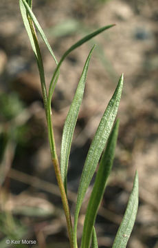 Image of prairie goldenrod