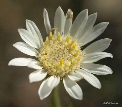 Image of prairie goldenrod