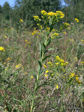 Image of Riddell's Goldenrod