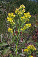 Image of Riddell's Goldenrod