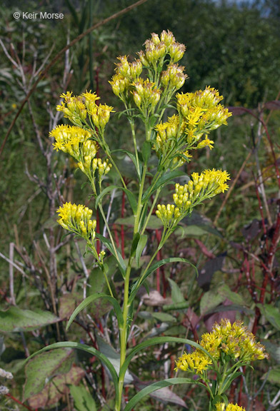 Image of Riddell's Goldenrod