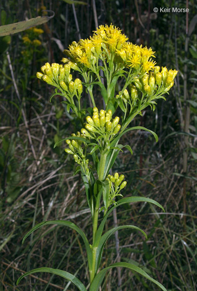 Image of Riddell's Goldenrod