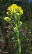 Image of Riddell's Goldenrod