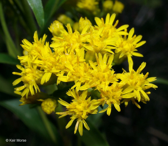 Image of Riddell's Goldenrod