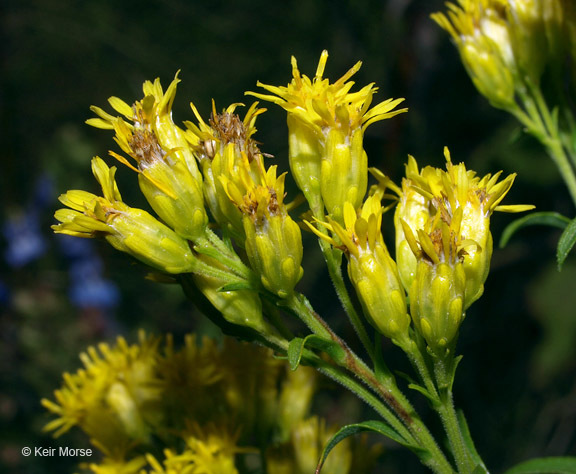 Image of Riddell's Goldenrod