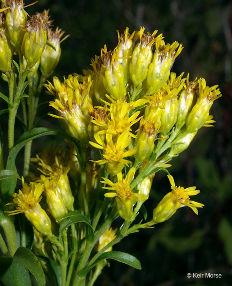 Image of Riddell's Goldenrod