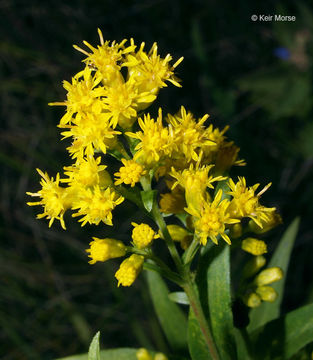 Image of Riddell's Goldenrod