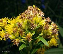 Image of Riddell's Goldenrod