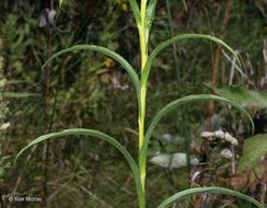 Image of Riddell's Goldenrod