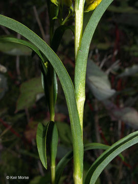 Image of Riddell's Goldenrod