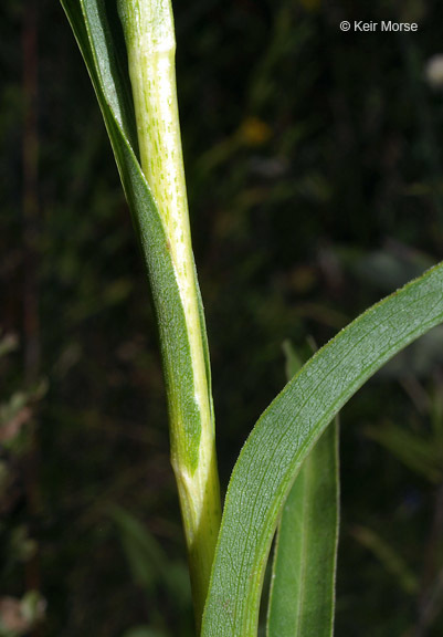 Image of Riddell's Goldenrod