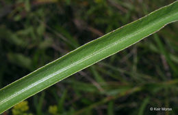 Image of Riddell's Goldenrod