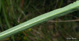 Image of Riddell's Goldenrod