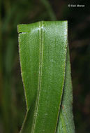 Image of Riddell's Goldenrod