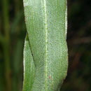 Image of Riddell's Goldenrod