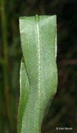 Image of Riddell's Goldenrod