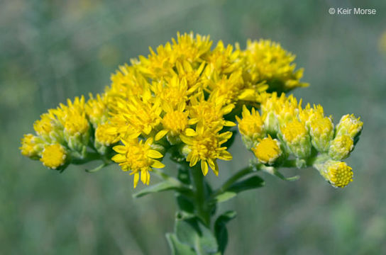 Image of Solidago rigida subsp. humilis (Porter) S. B. Heard & Semple