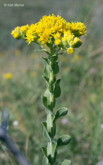 Image of Solidago rigida subsp. humilis (Porter) S. B. Heard & Semple