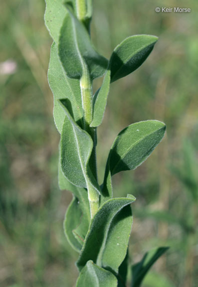 Слика од Solidago rigida subsp. humilis (Porter) S. B. Heard & Semple