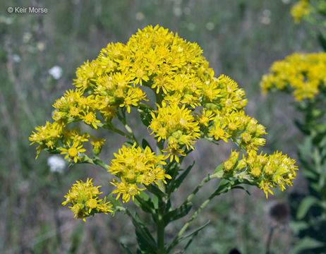 Слика од Solidago rigida subsp. humilis (Porter) S. B. Heard & Semple