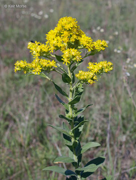 Image of Solidago rigida subsp. humilis (Porter) S. B. Heard & Semple