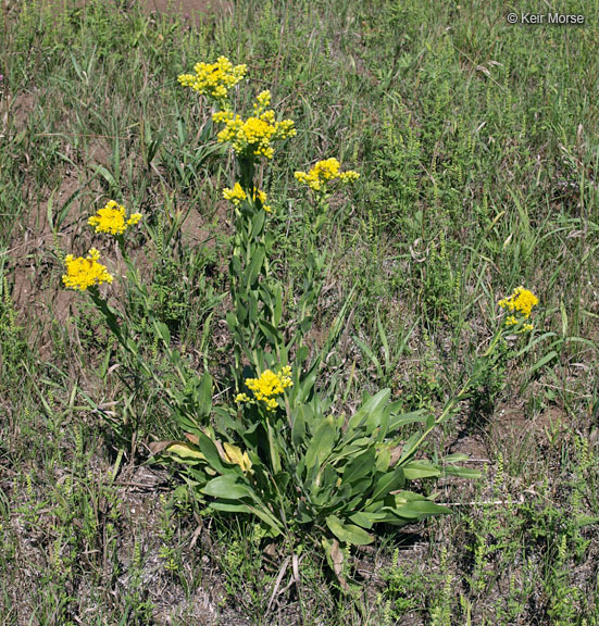 Слика од Solidago rigida subsp. humilis (Porter) S. B. Heard & Semple