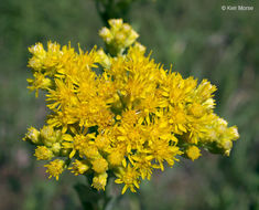 Слика од Solidago rigida subsp. humilis (Porter) S. B. Heard & Semple