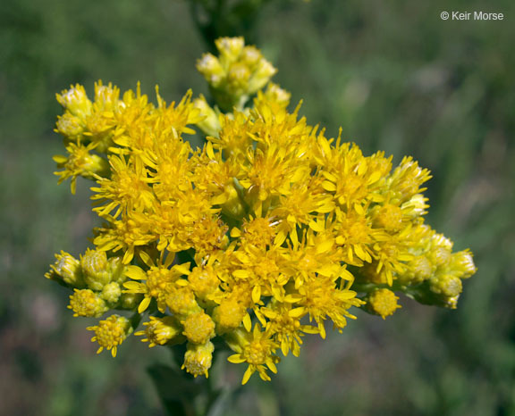 Слика од Solidago rigida subsp. humilis (Porter) S. B. Heard & Semple