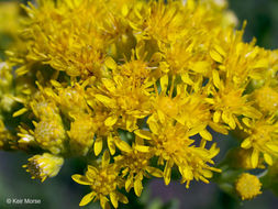 Слика од Solidago rigida subsp. humilis (Porter) S. B. Heard & Semple