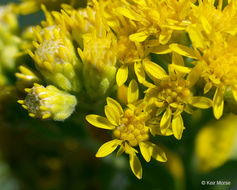 Слика од Solidago rigida subsp. humilis (Porter) S. B. Heard & Semple