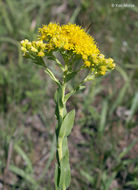 Слика од Solidago rigida subsp. humilis (Porter) S. B. Heard & Semple