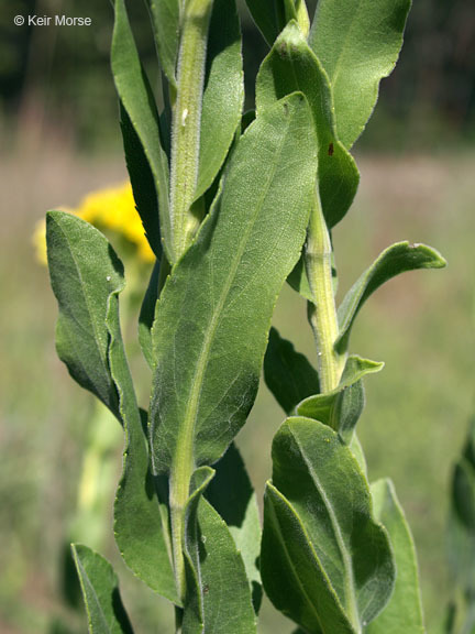 Слика од Solidago rigida subsp. humilis (Porter) S. B. Heard & Semple