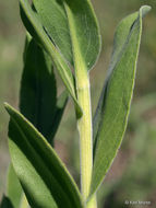 Слика од Solidago rigida subsp. humilis (Porter) S. B. Heard & Semple