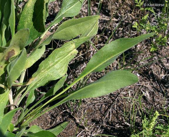 Слика од Solidago rigida subsp. humilis (Porter) S. B. Heard & Semple