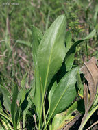 Слика од Solidago rigida subsp. humilis (Porter) S. B. Heard & Semple