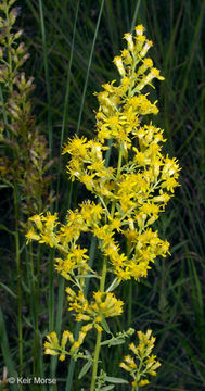 Image of <i>Solidago <i>speciosa</i></i> ssp. speciosa