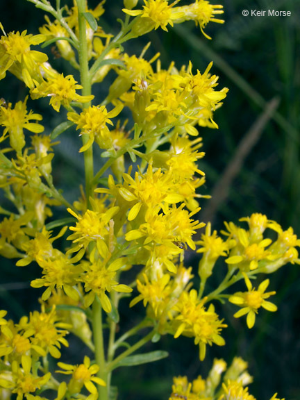 Image of <i>Solidago <i>speciosa</i></i> ssp. speciosa