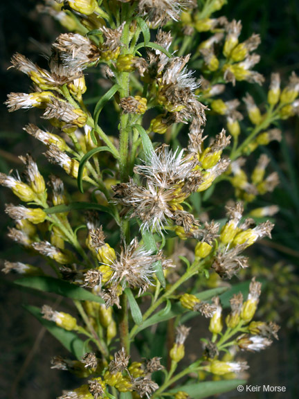 Image of <i>Solidago <i>speciosa</i></i> ssp. speciosa