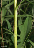 Image of <i>Solidago <i>speciosa</i></i> ssp. speciosa