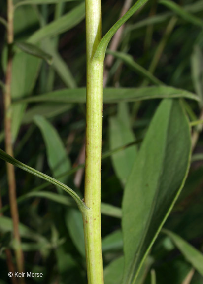 Image of <i>Solidago <i>speciosa</i></i> ssp. speciosa