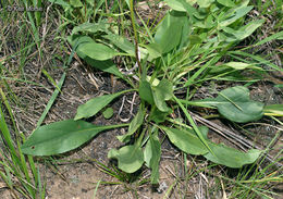 Image of <i>Solidago <i>speciosa</i></i> ssp. speciosa