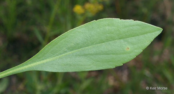 Image of <i>Solidago <i>speciosa</i></i> ssp. speciosa