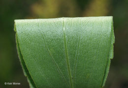 Image of <i>Solidago <i>speciosa</i></i> ssp. speciosa
