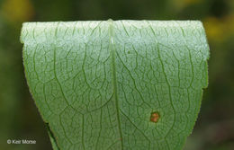Image of <i>Solidago <i>speciosa</i></i> ssp. speciosa