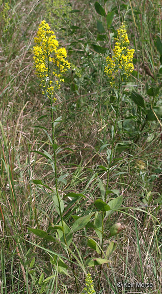 Image of <i>Solidago <i>speciosa</i></i> ssp. speciosa