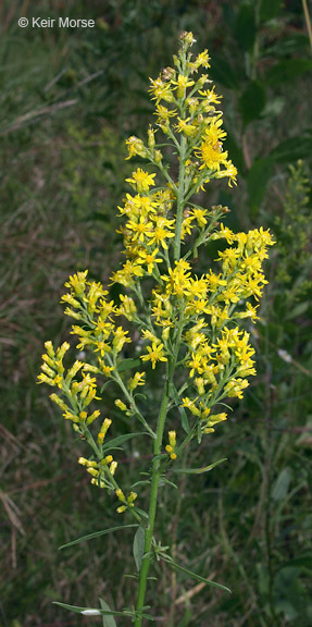 Image of <i>Solidago <i>speciosa</i></i> ssp. speciosa